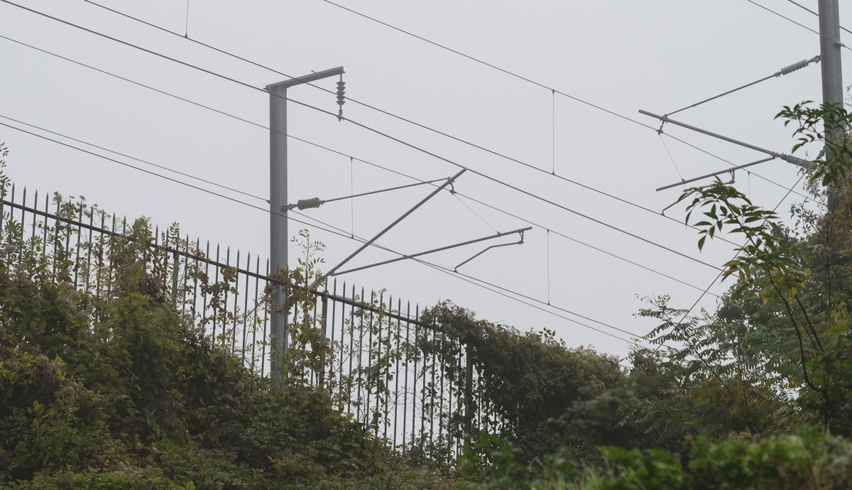 Train power lines following a fence overgrown with vegetation