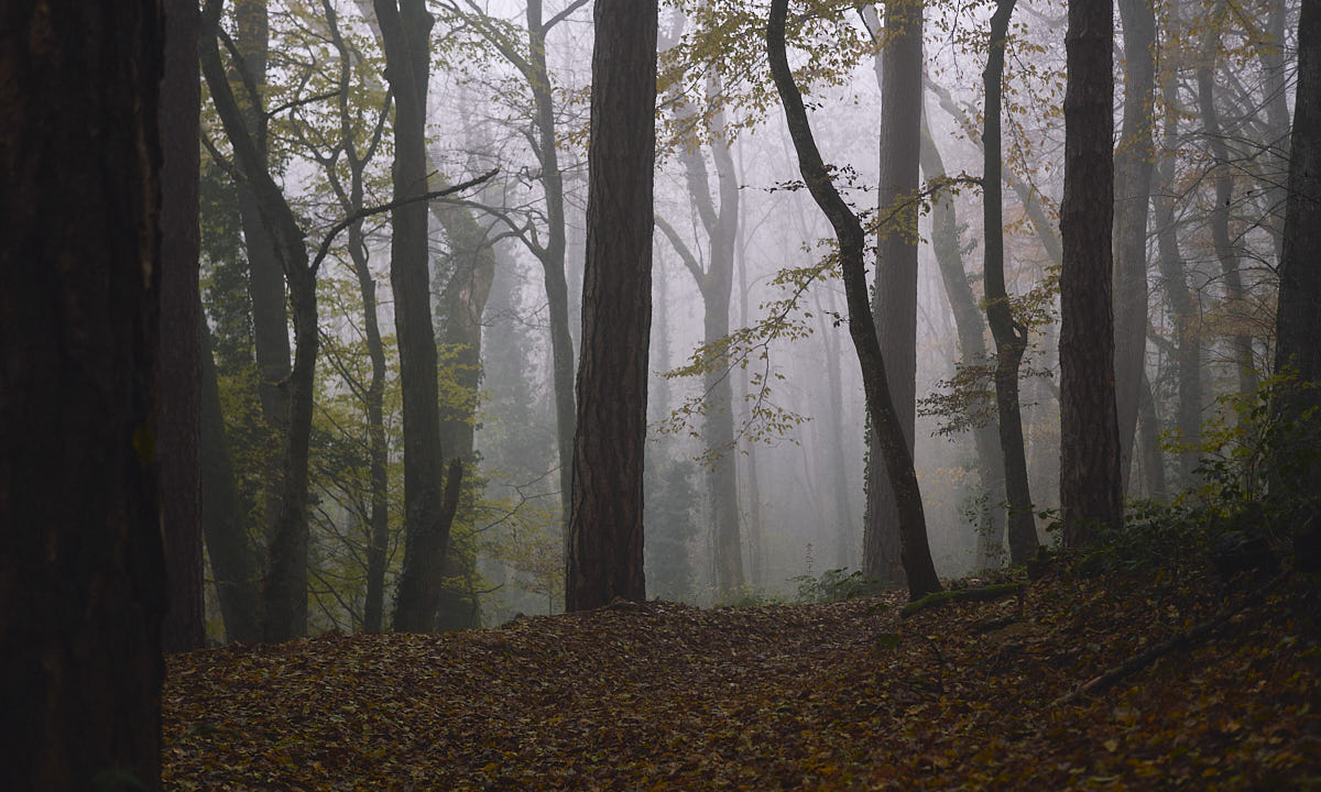 Misty forest with fallen leaves covering the floor