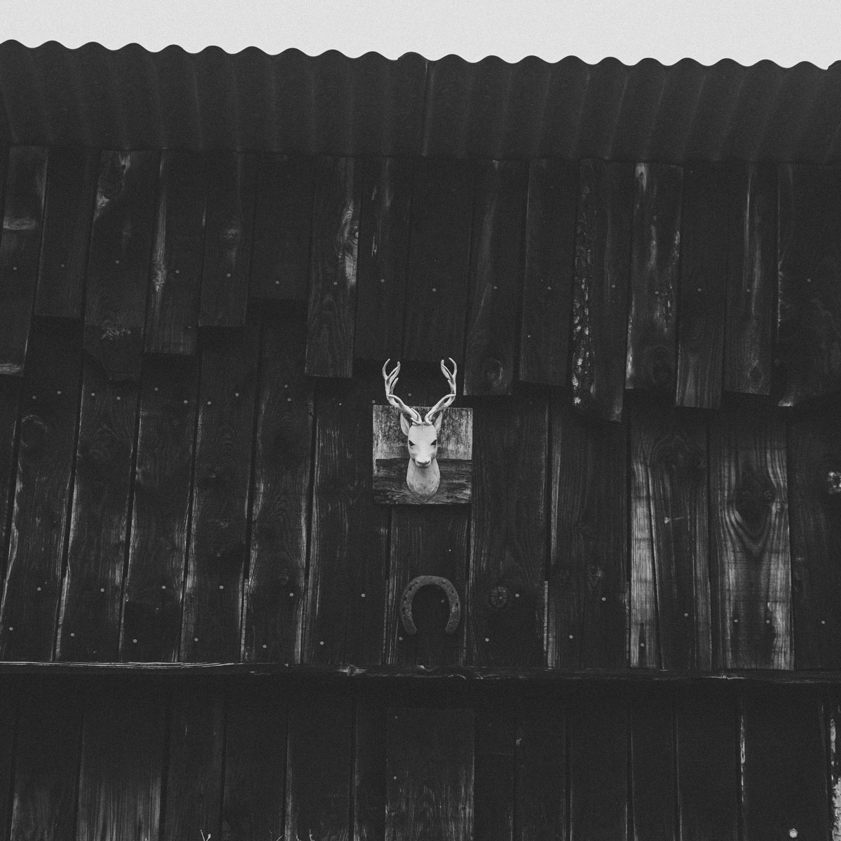 Black and white front of a shed with a metal roof and wooden planks walls. A deer head figure is mounted on it