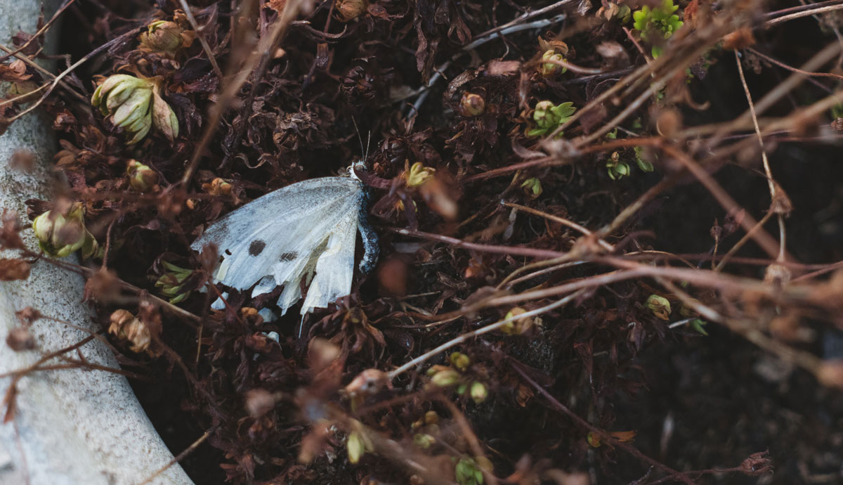 A dead white butterfly resting in a pot full of dry plants