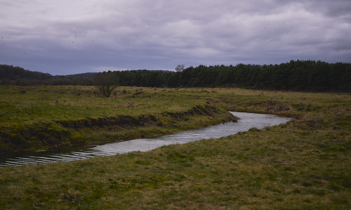 Small water stream turning in a large grassy field. A thick forest lies in the background