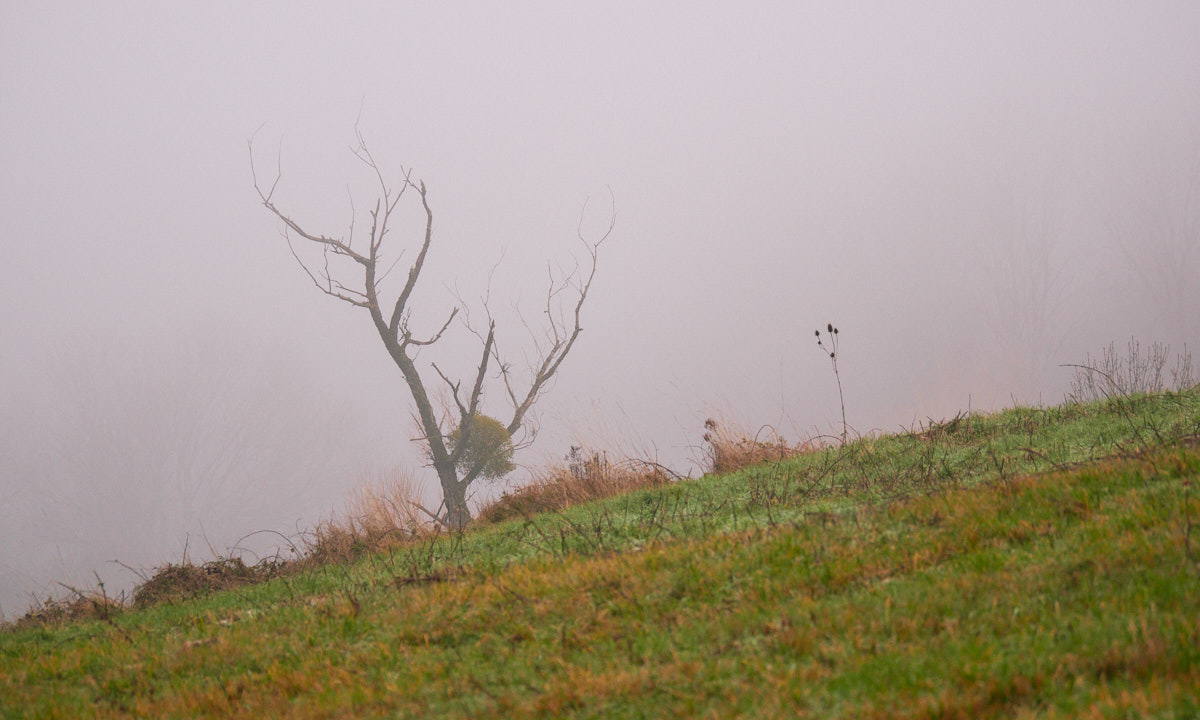 Part of a grassy hill disappearing into the fog, a single tall grass and a leafless tree standing out