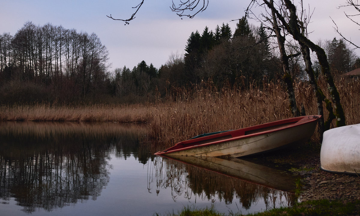 The edge of a lake bordered with reeds, and some woods in the background. A small red boat is lying against a tree